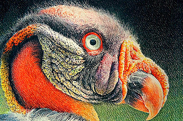 ilustrador animales