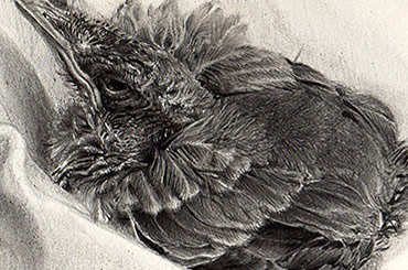 ilustracion aves