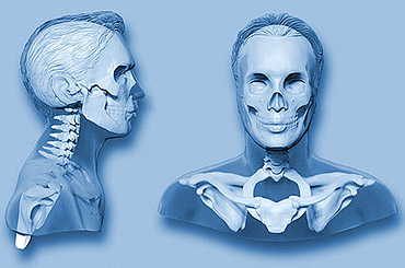 ilustraci�n cuerpo humano